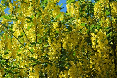 Laburnum anagyroides -štědřenec odvislý - květenství